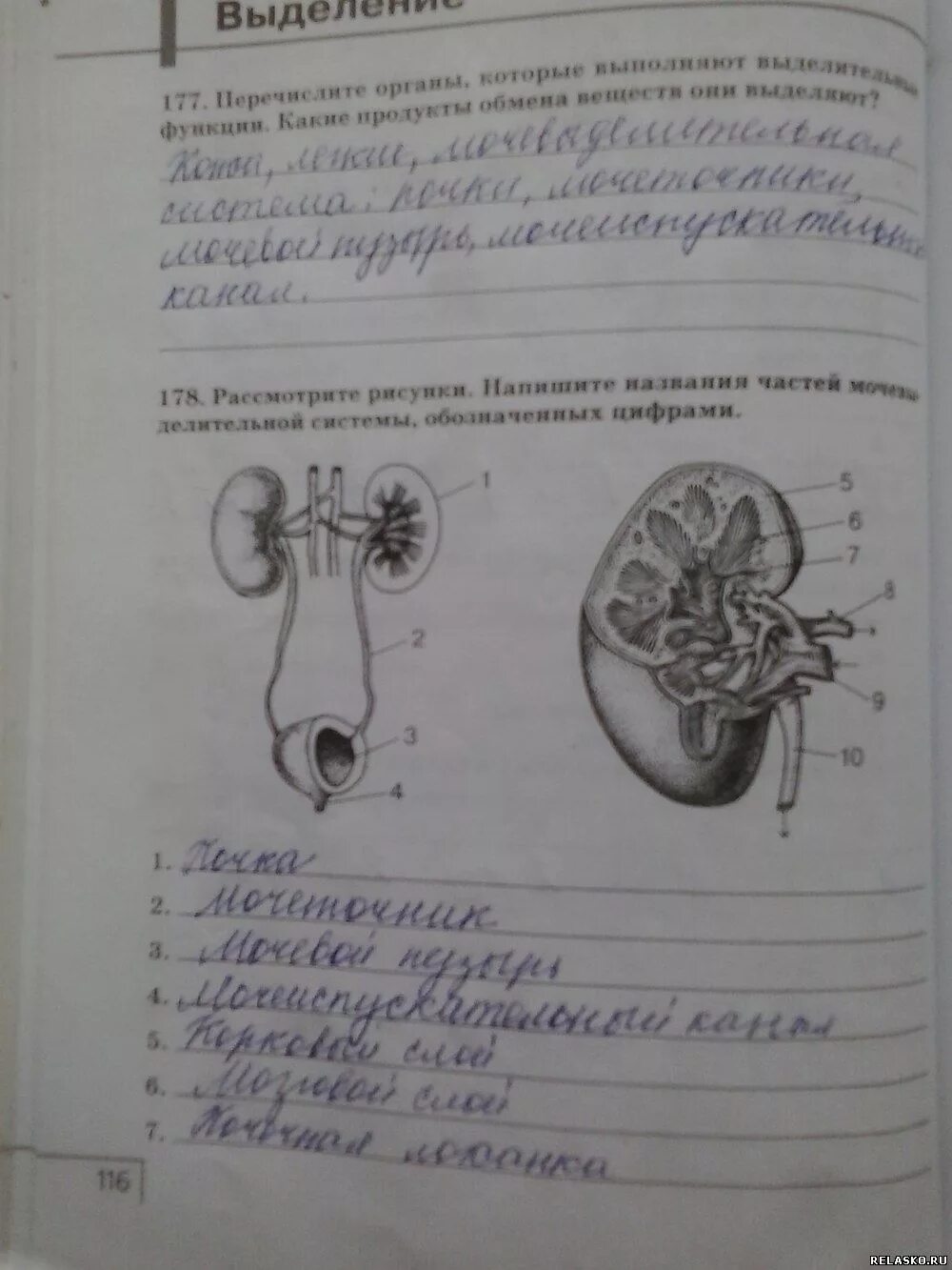 Биология 8 класс рабочая тетрадь агафонова. Биология 8 класс рабочая тетрадь Сонин Сапин стр. Биология рабочая тетрадь Автор Сонин 8 б класс. Биология 8 класс стр. Биология 8 класс задания.