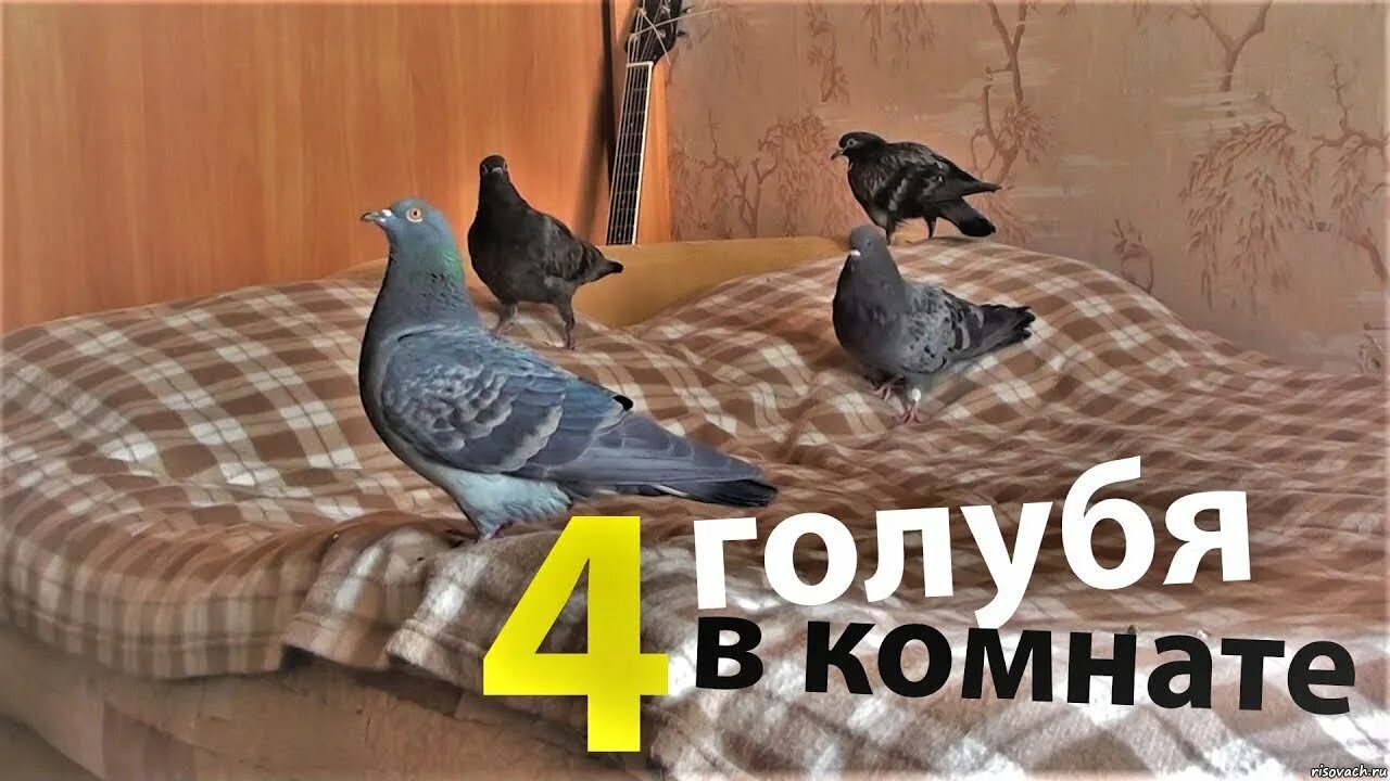 Голубь в комнате. Дом для голубей. Голубь в комнате. Голубь залетел в квартиру. Завести голубя.