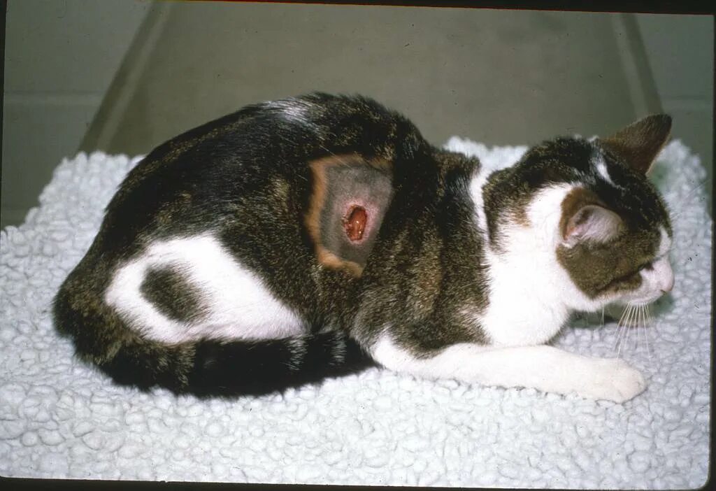 Кот мок