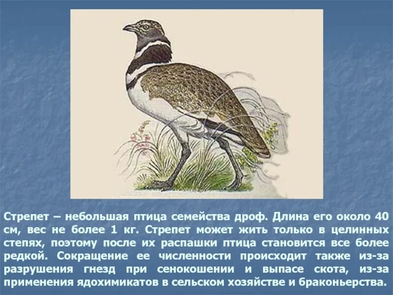 В какой природной зоне обитает стрепет