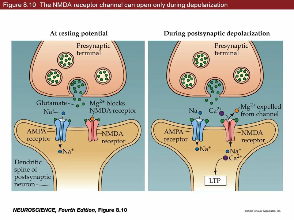 AMPA И NMDA рецепторы. Глутаматные NMDA Рецептор. Ионотропные рецепторы глутамата. НМДА рецепторы глутамата. During the term