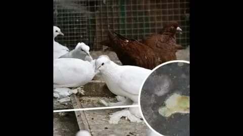 Помет птиц белый