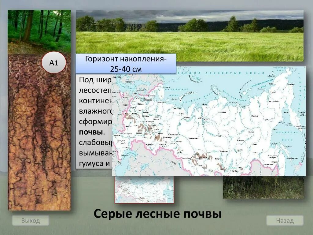 Серые Лесные почвы на карте России. Горизонт вымывания серых лесных почв. Серые Лесные почвы России. Серые Лесные почвы климат. Почвы широколиственных лесов и лесостепей