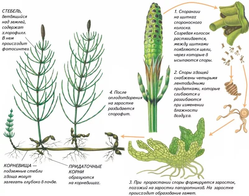 Цикл развития плауна и хвоща. Спорангий у хвоща. Цикл развития хвоща схема. Строение спорофита хвоща полевого. Споры развиваются на побегах