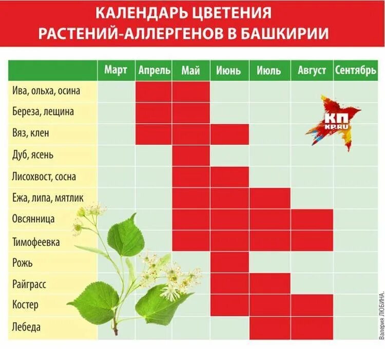 Цветы период цветения. Растения вызывающие аллергию в июне. Растения аллергены в июне. Период цветения аллергенных растений. Когда заканчивается цветение березы