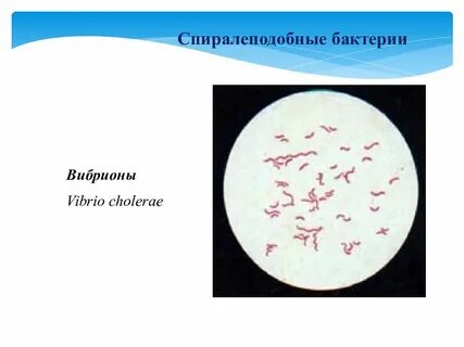 Расселение бактерий