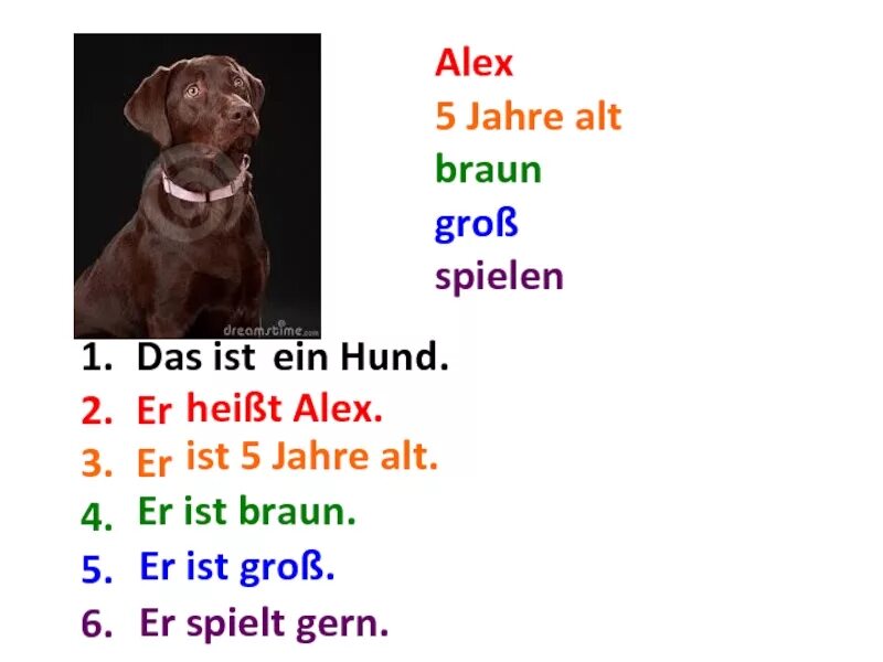 Das Hund или der Hund. Немецкий язык говорить о животных запиши вопросы ich habe einen Hund. Упражнения 5. поставьте соответствующий артикль 1. ich habe... Hund,... Hund.