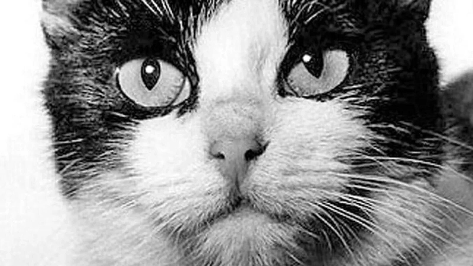 Кошка полетевшая в космос. Фелисетт первая кошка. 18 Октября 1963 года Франция кошка Фелисетт. Кошка Фелисетта в космосе.
