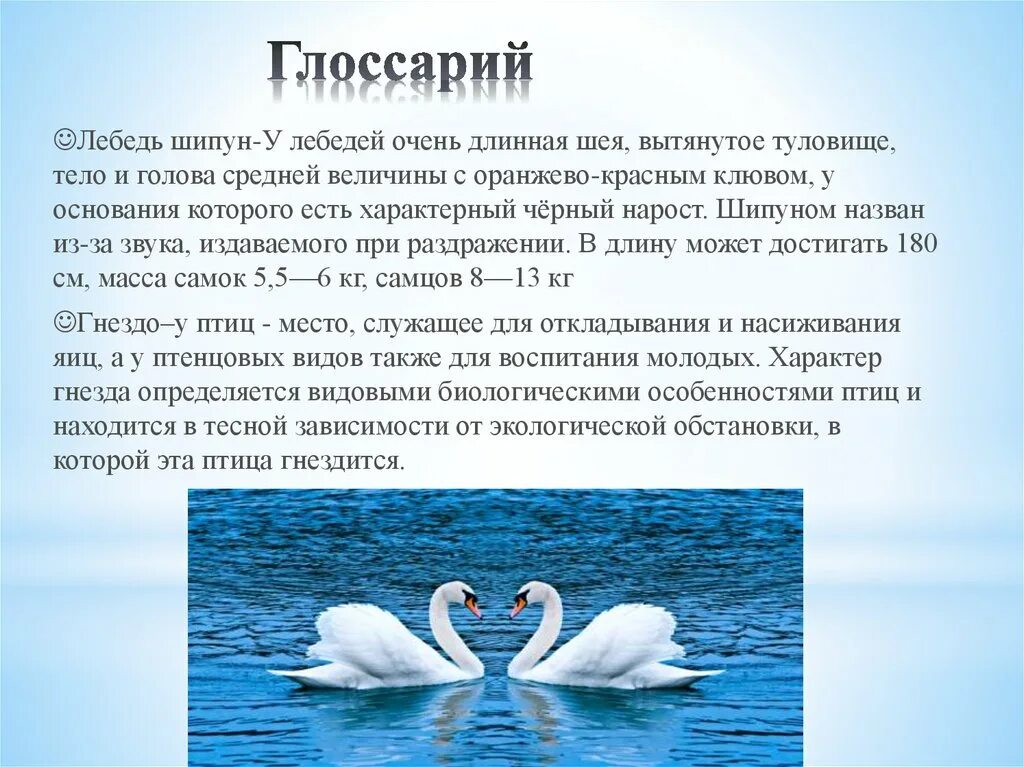 Лебедь шипун доклад. Проект про лебедя. Лебедь сен Санса. Лебедь для презентации.