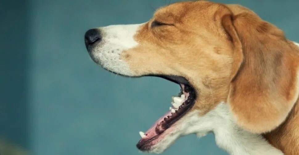 Kennel Cough 101 Petfinder Dog coughing, Dog cough remedies, Kennel cough treatm