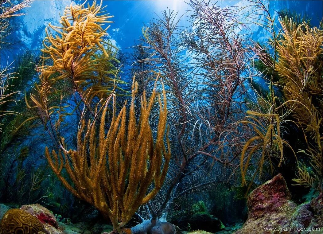 Океанические водоросли. Подводные растения. Морские растения. Растения морей и океанов. Подводный мир водоросли.