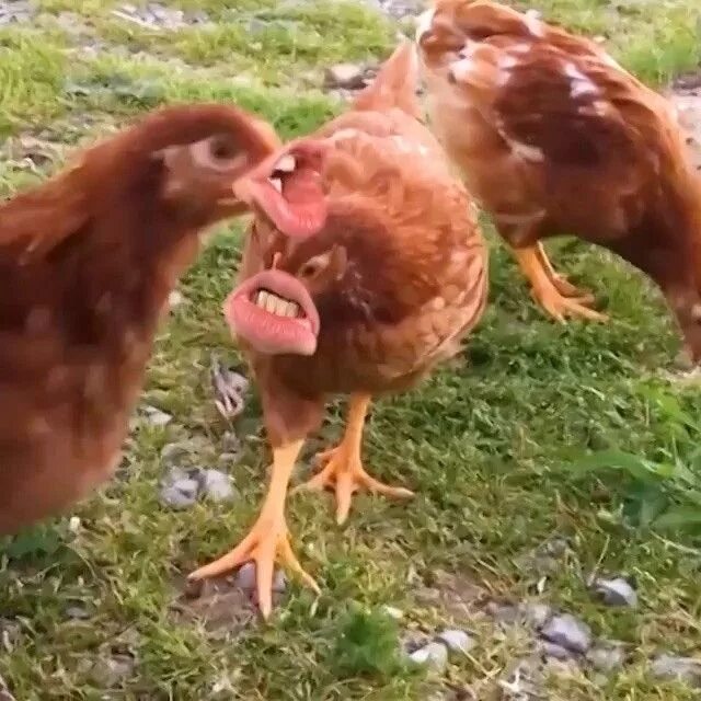 Видео про куриц. Смешной цыпленок. Смешные куры. Курица видео. Цыпленок прикол.