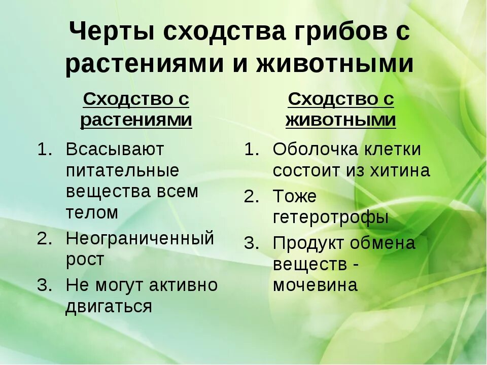 Выберите признак характерный для грибов. Сходство грибов с растениями и животными таблица. Сходства и различия грибов с растениями и животными таблица 7 класс. Сходства грибов растений и животных. Сходство грибов с растениями и животными.