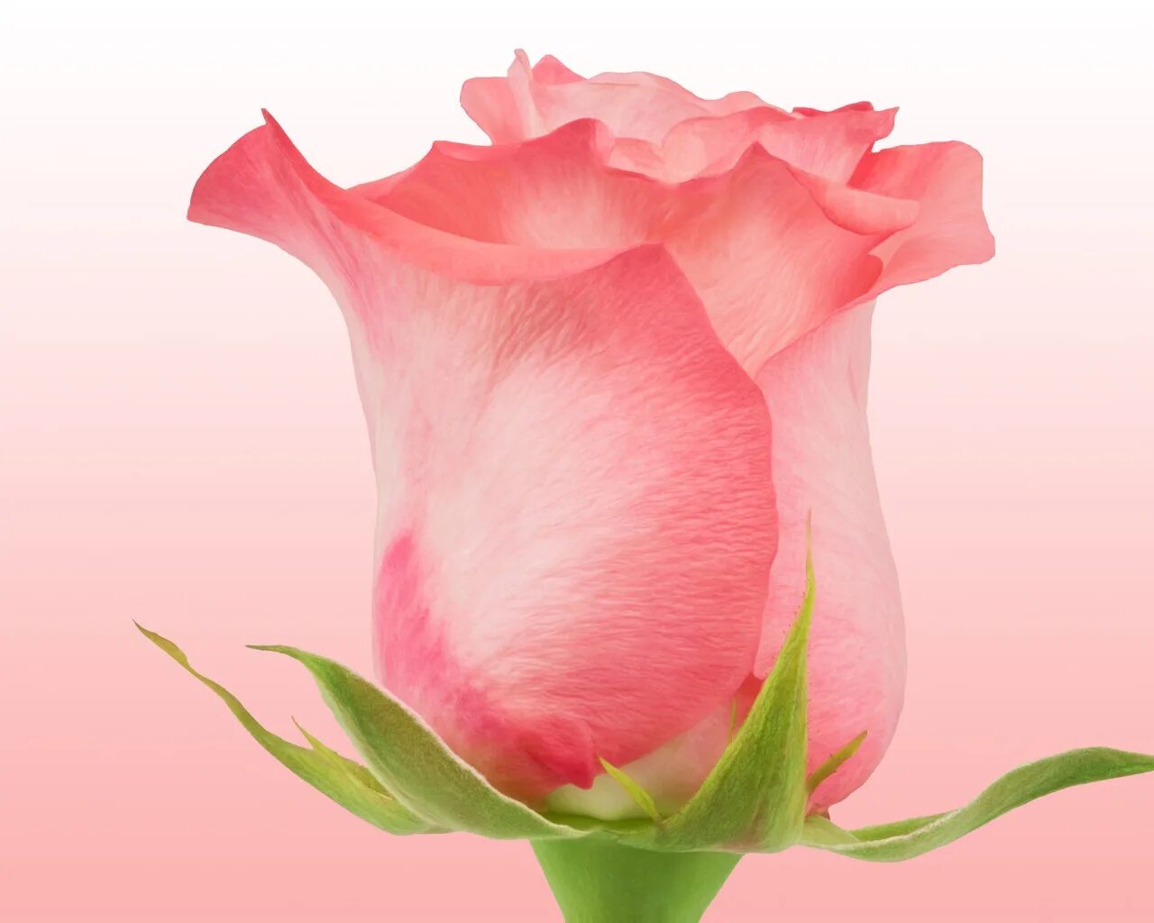 Бутон розы. Красивые бутоны роз. Бутон розовой розы на белом фоне. Розовые бутоны фон. Бутон розовой розы