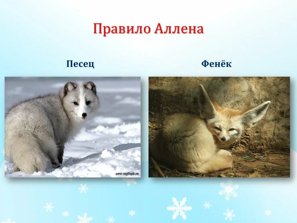 В какой природной зоне не встречается лисица