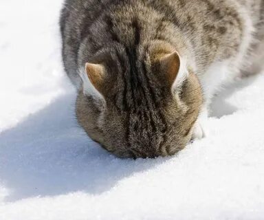 От зимы не спрятаться