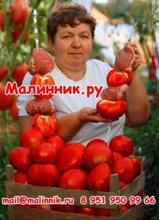 Томаты говядина с куста описание сорта