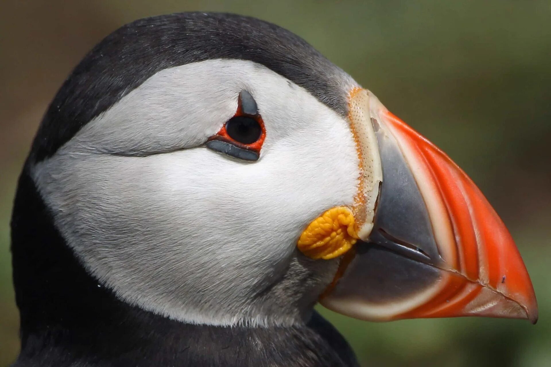 Птица Тукан и тупик. Puffin Тукан. Птица с красным клювом. Клювы птиц. Лоб лбы клюв клювы