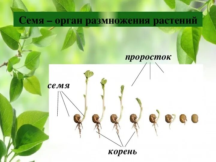 Орган размножения и расселения. Семя орган размножения растений. Семя это орган размножения. Размножение растений семенами. Размножение цветов семенами.