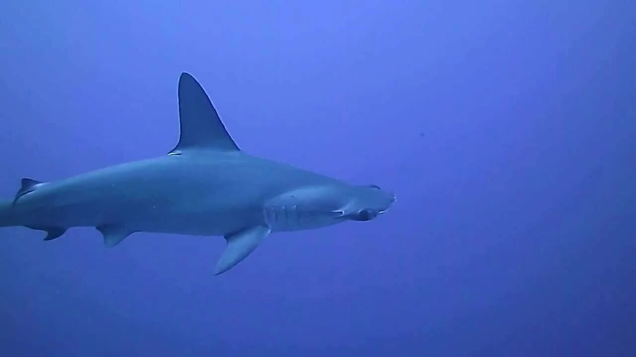Great White Shark Palau. Почему акулы боятся дельфинов. Baby Grey Reef Shark. Почему акула боится дельфина.