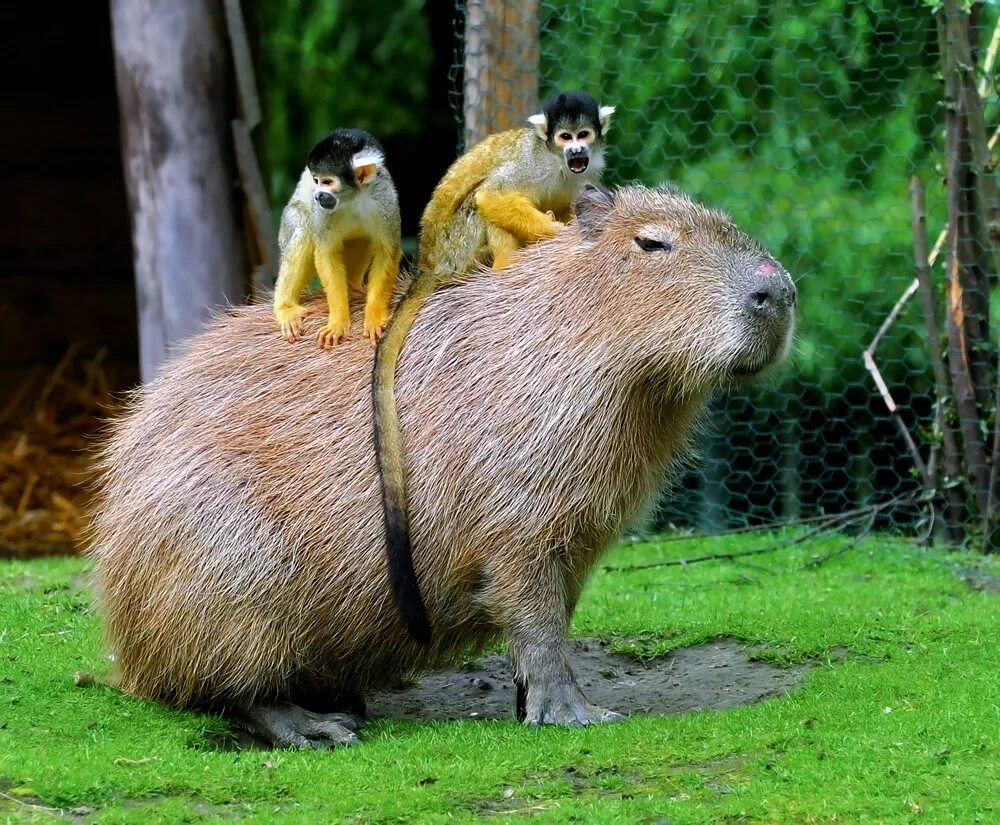 Остальных животных