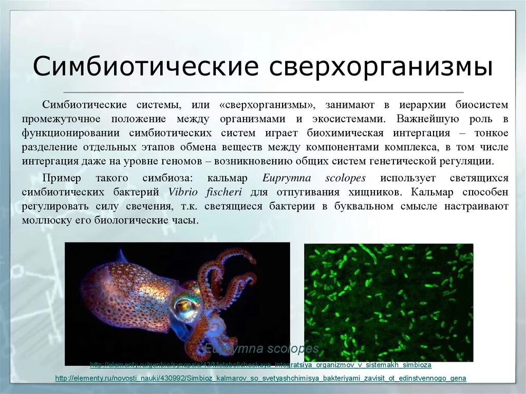 Симбионтом человека является. Симбиотические бактерии. Люминесцентные бактерии. Симбиоз бактерий и животных. Симбиотические бактерии примеры.