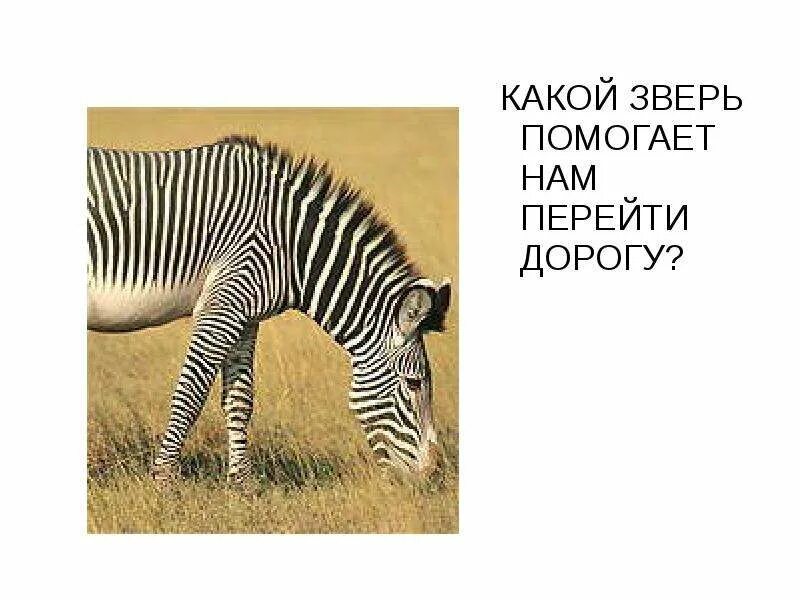 Кто такой из животных
