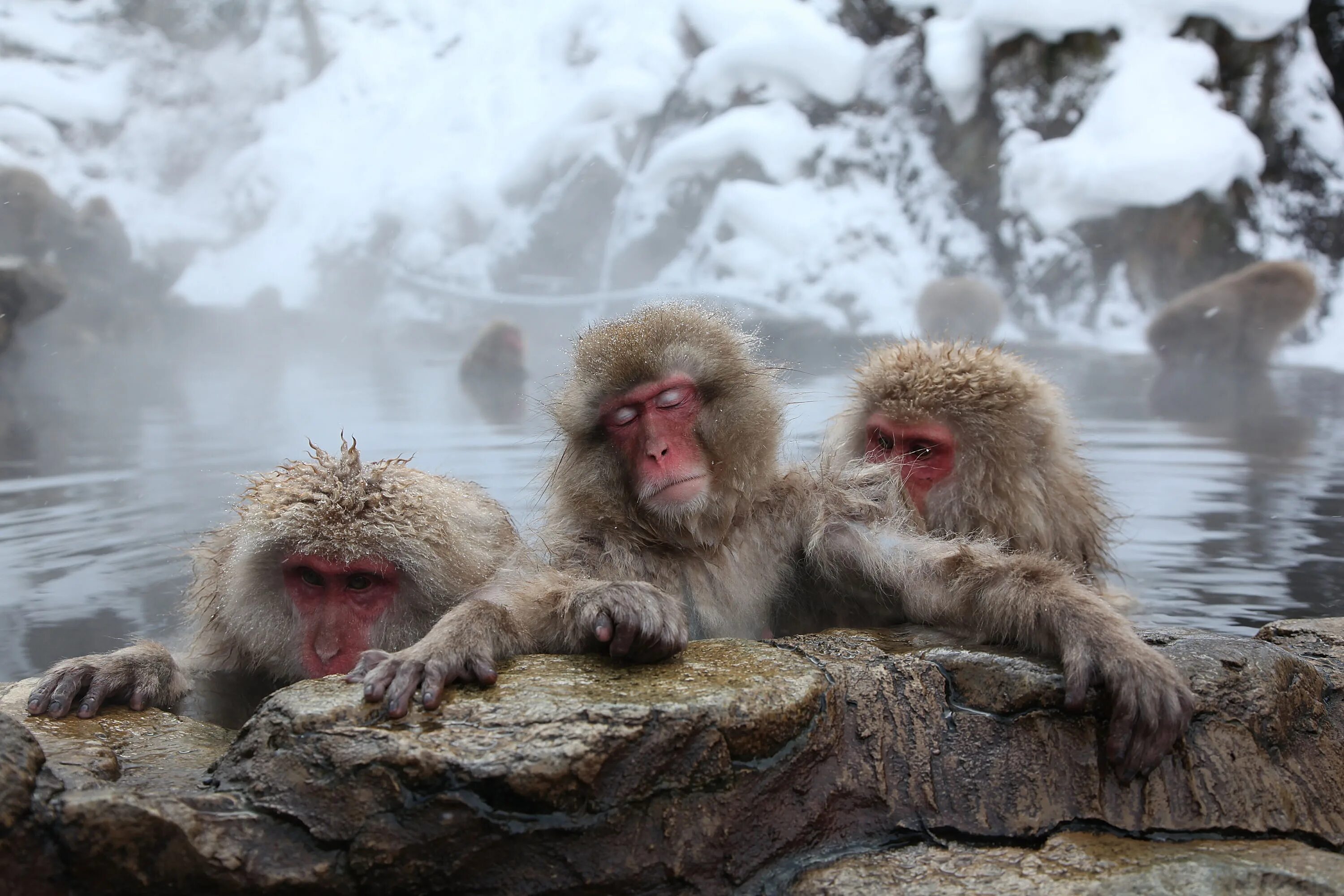 Обезьяна в кипятке. Парк Джигокудани Япония. Парк снежных обезьян Джигокудани. Макаки в горячих источниках в Японии. Японские обезьянки греются в горячих источниках.