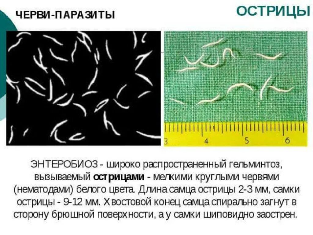 Гельминты и острицы у детей. Симптомы глистов остриц у детей. Паразитические черви острицы.