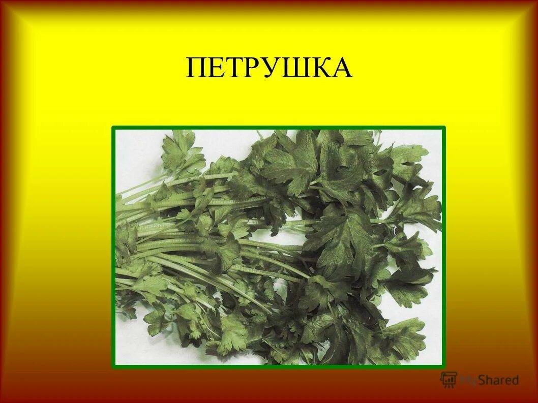 Петрушка обыкновенная. Петрушка ақжелкен. Петрушка рисунок. Петрушка клоун. Петрушка описание.