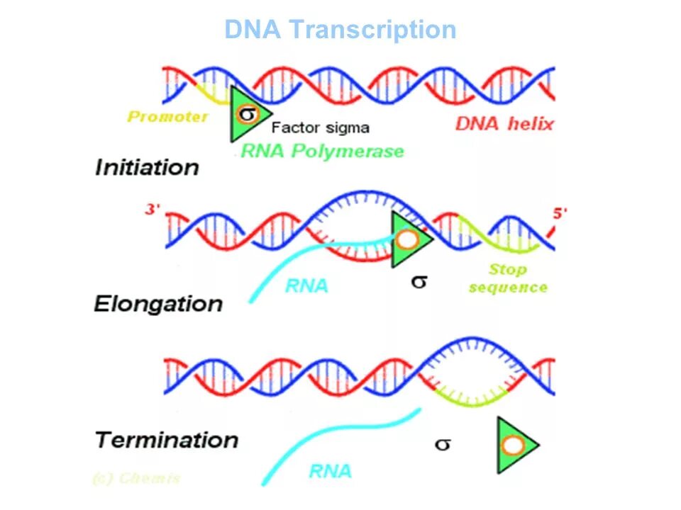 DNA Transcription. Транскрипция ДНК. ДНК транскрипция приложение. Dna перевод