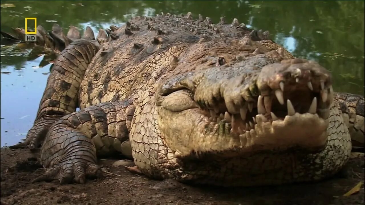 Большая крокодила где послушать. Гребнистый крокодил в Австралии. Самые страшные крокодилы. Самыеопаное животные в мире. Самый опасный крокодил в мире.