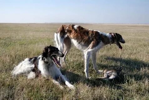 Свора борзых
