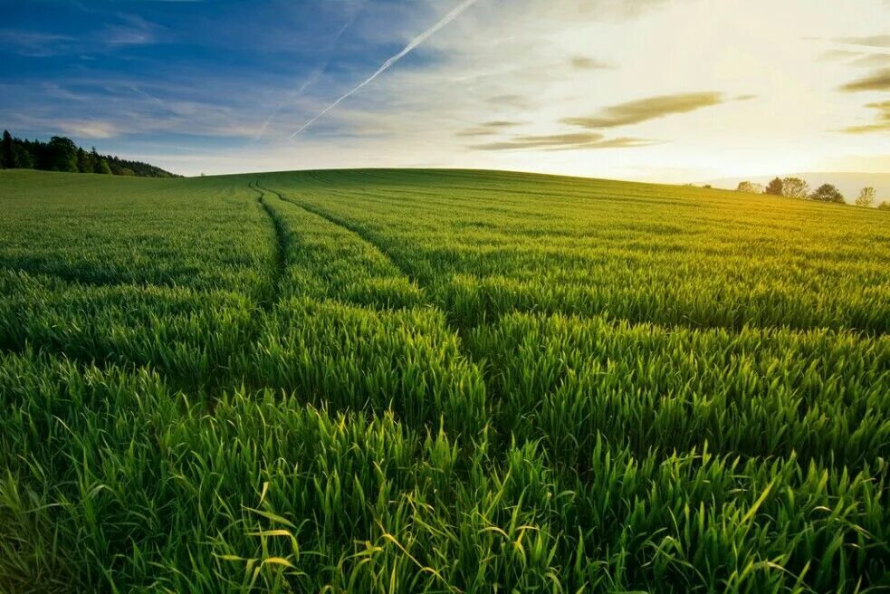 Трава поле. Зеленое поле. Красивое поле. Поле с зеленой травой. Up field