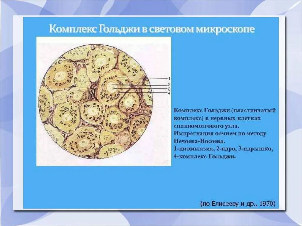 Комплекс Гольджи в нервных клетках спинального ганглия. Аппарат Гольджи в нервной клетке спинномозгового узла. Комплекс Гольджи нервные клетки спинномозгового узла препарат. Пластинчатый комплекс в нервных клетках. Пластинчатый комплекс