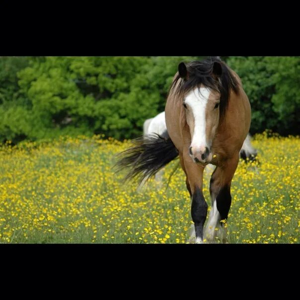 Лошадь ускакала. Поскакала молодая лошадь. В поле молодая лошадь. Ускакала в поле молодая лошадь.