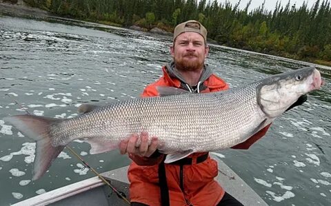Белорыбица где водится и что за рыба
