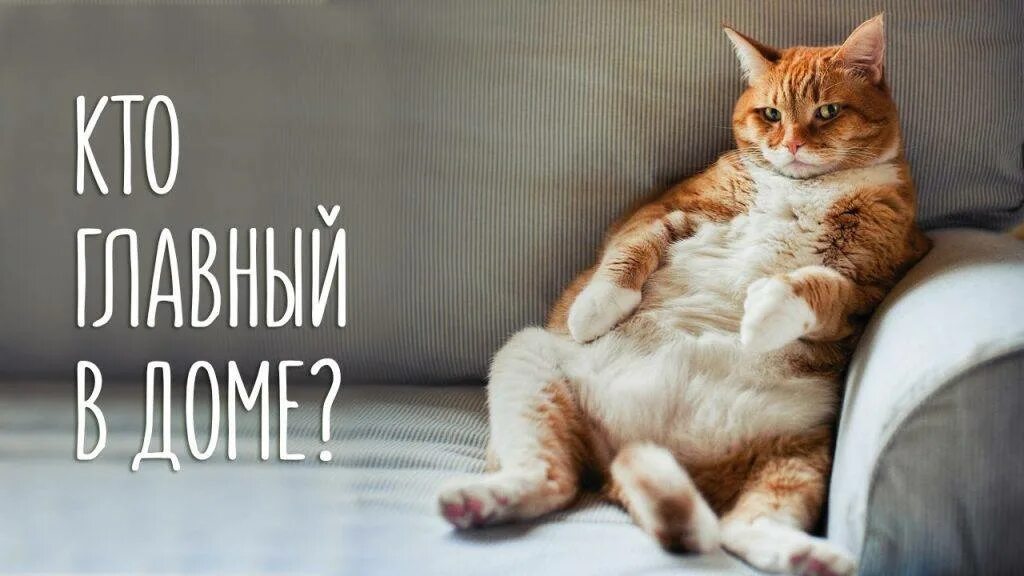 Живу на все 18. Кот и хозяин. Кот хозяин дома. Дом для кота. Юмор кот хозяин в доме.