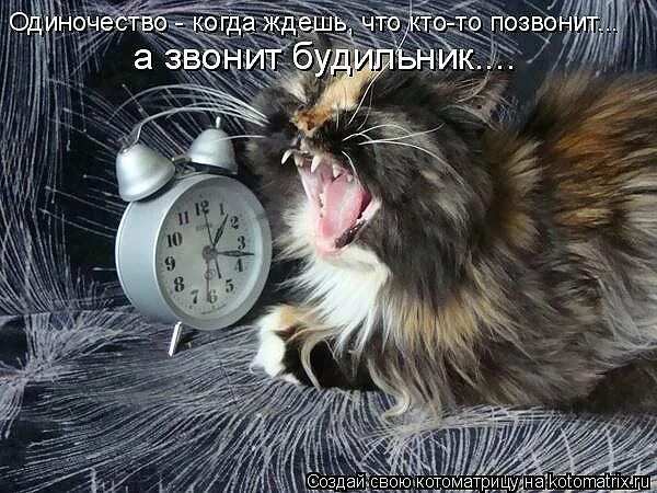 6 25 утра. Кот будильник. Завести будильник. Прозвенел будильник. Будильник звонит.