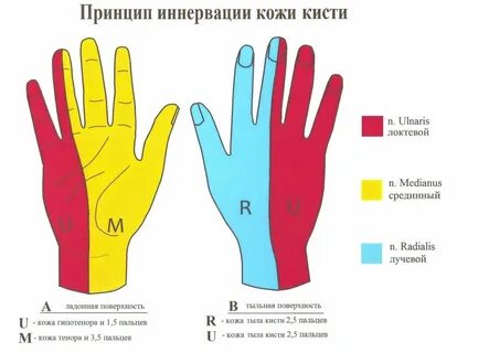 Лучевой нерв пальцы