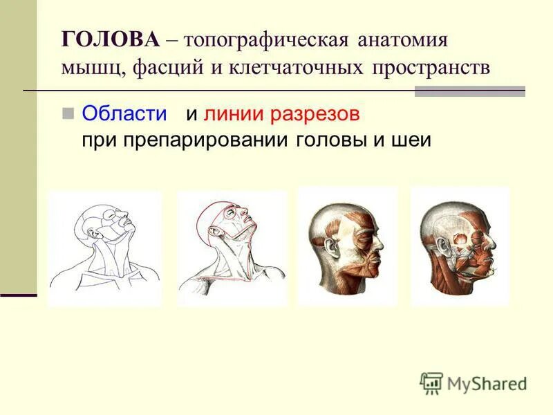 Топографическая анатомия и оперативная хирургия сергиенко петросян. Топографическая анатомия курс. Топографическая анатомия курс. Топографическая анатомия курс. Островерхов оперативная хирургия.