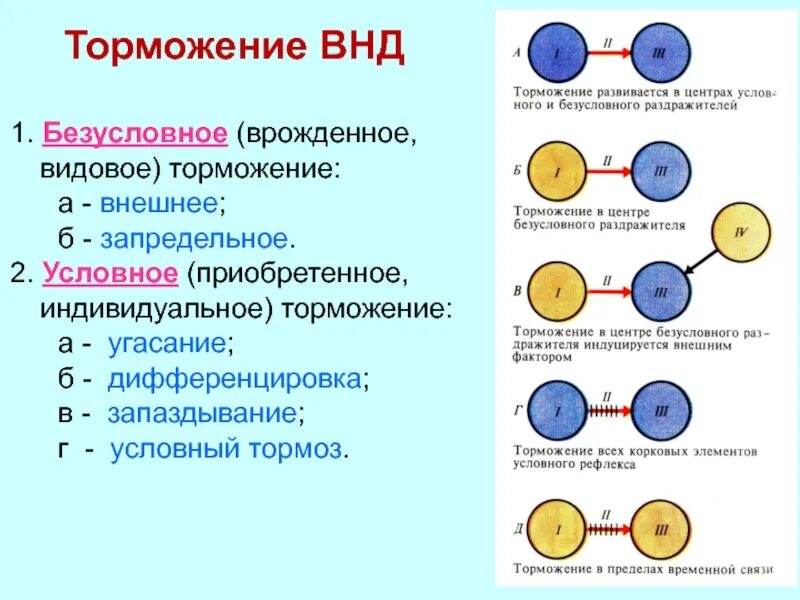 Пример торможения у человека