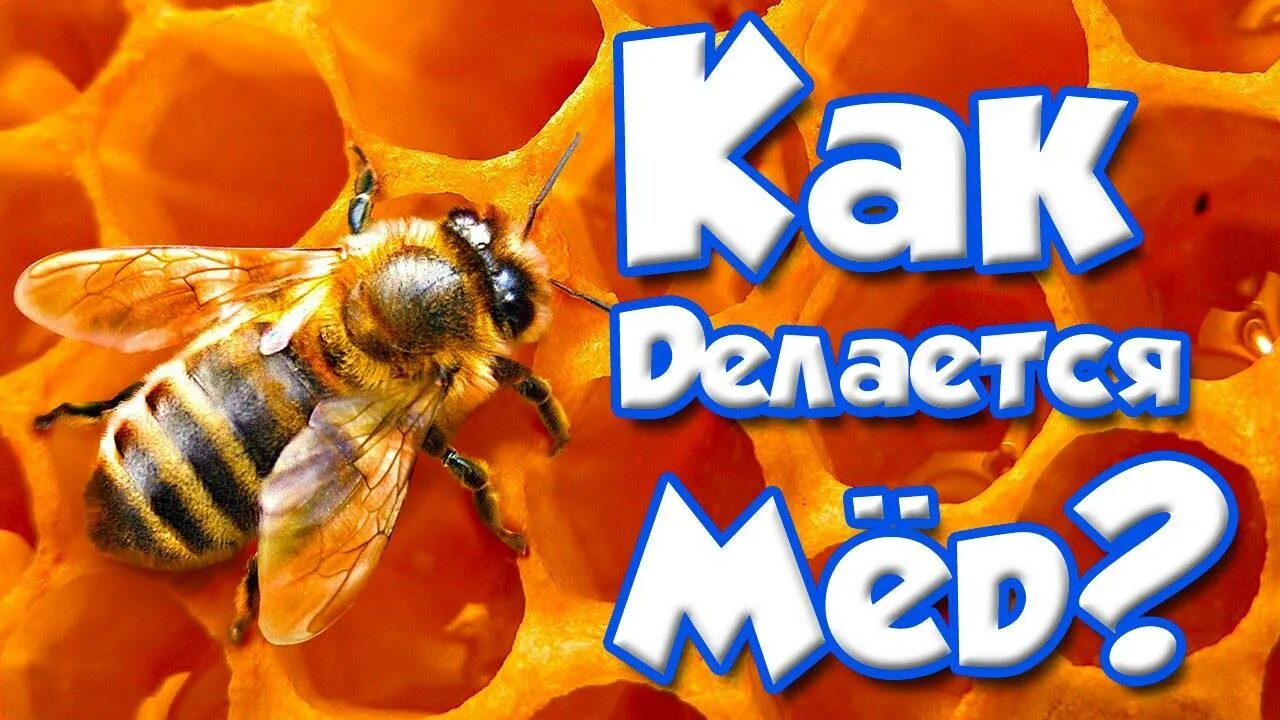 Видео как пчелы делают. Как пчелы делают мед. как пчёлы делают мёд для детей. как пчёлы делают мёд видео для детей. как пчелы делают мед картинки.