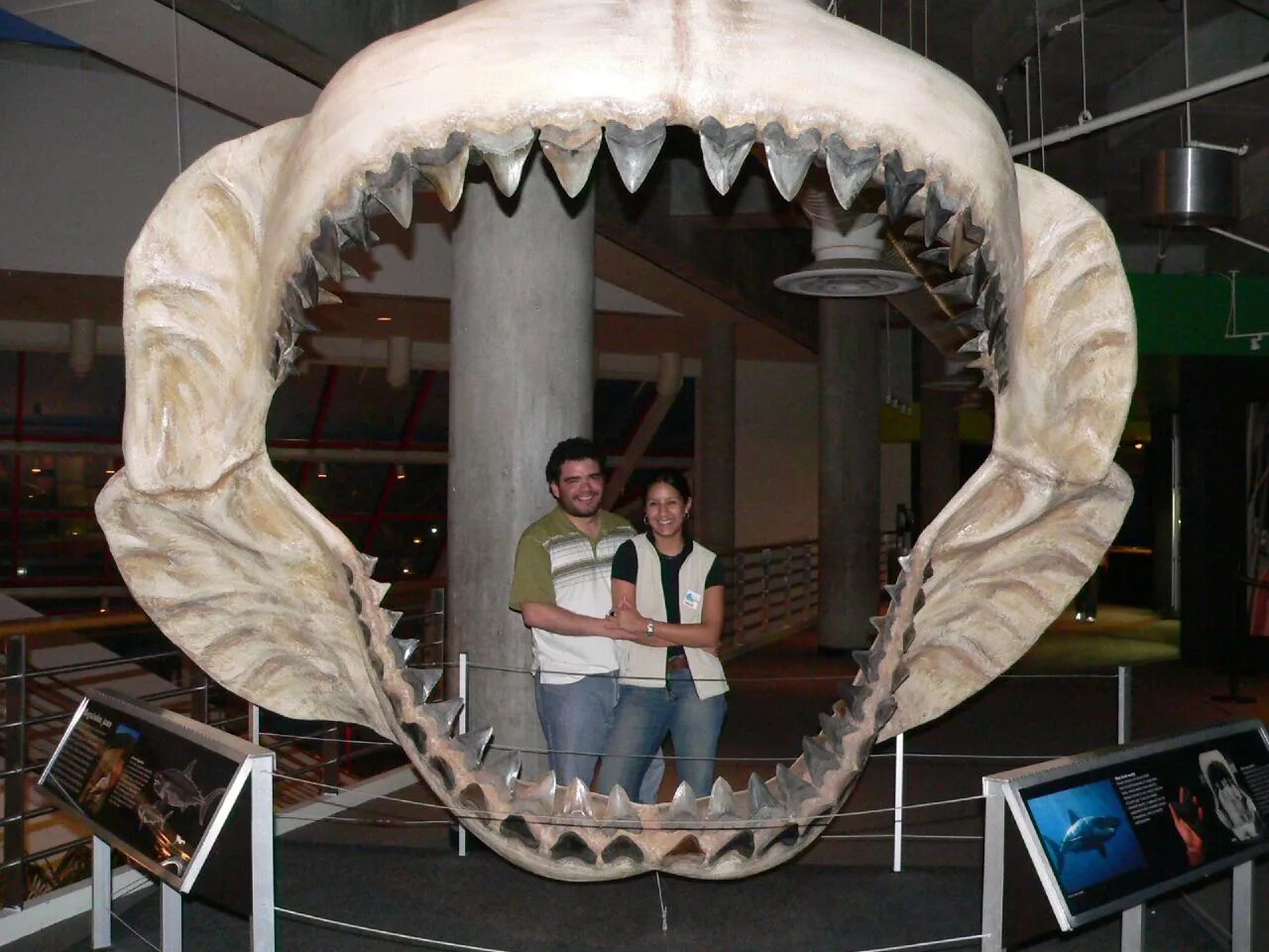 Самая большая пасть. Зуб акулы МЕГАЛОДОН. Челюсти МЕГАЛОДОНА И большой белой акулы. Акула МЕГАЛОДОН челюсть. Кархародон МЕГАЛОДОН зубы.