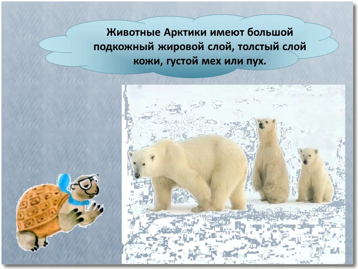 Сколько живут белые медведи. Где живут белые медведи. у медведя белого толстый слой жира. где живут белые медведи 1 класс. как живут белые медведи.