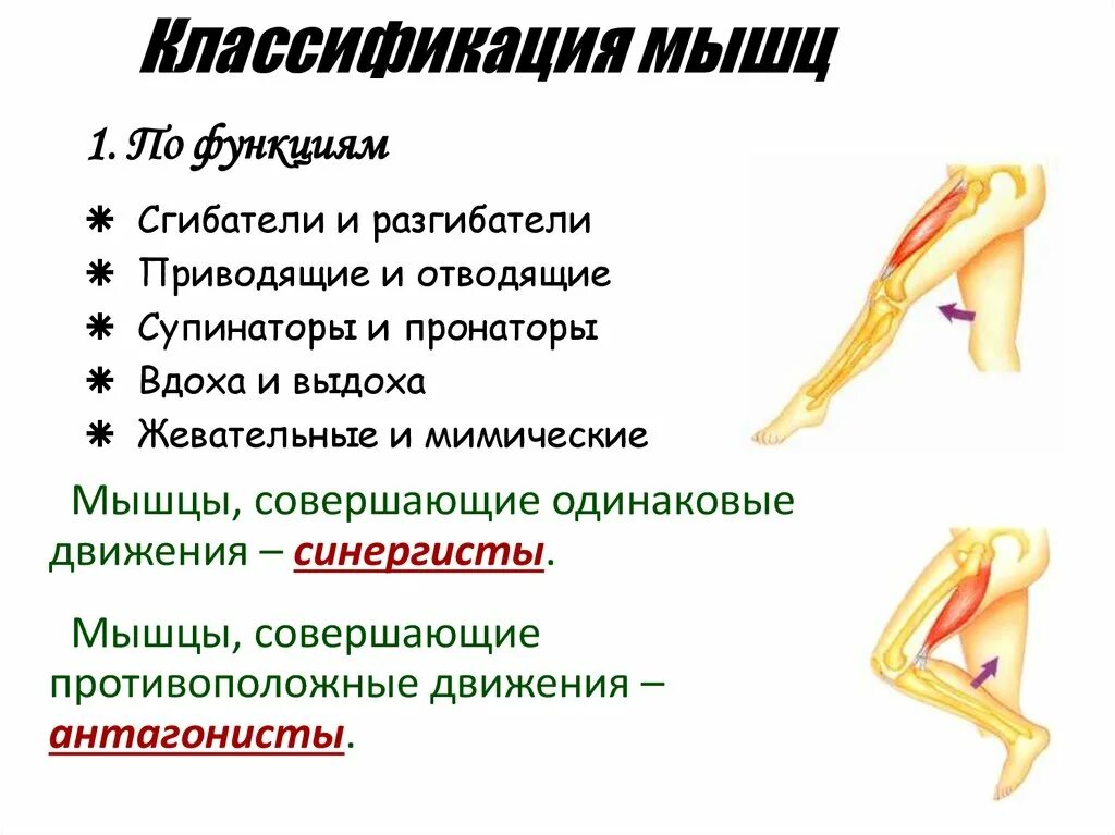 Функции приводящих мышц. Сгибатели и разгибатели нижних конечностей. Мышцы разгибатели и сгибатели нижних конечностей. Смт мышцы сгибатели бедра. Мышцы сгибатели функции.