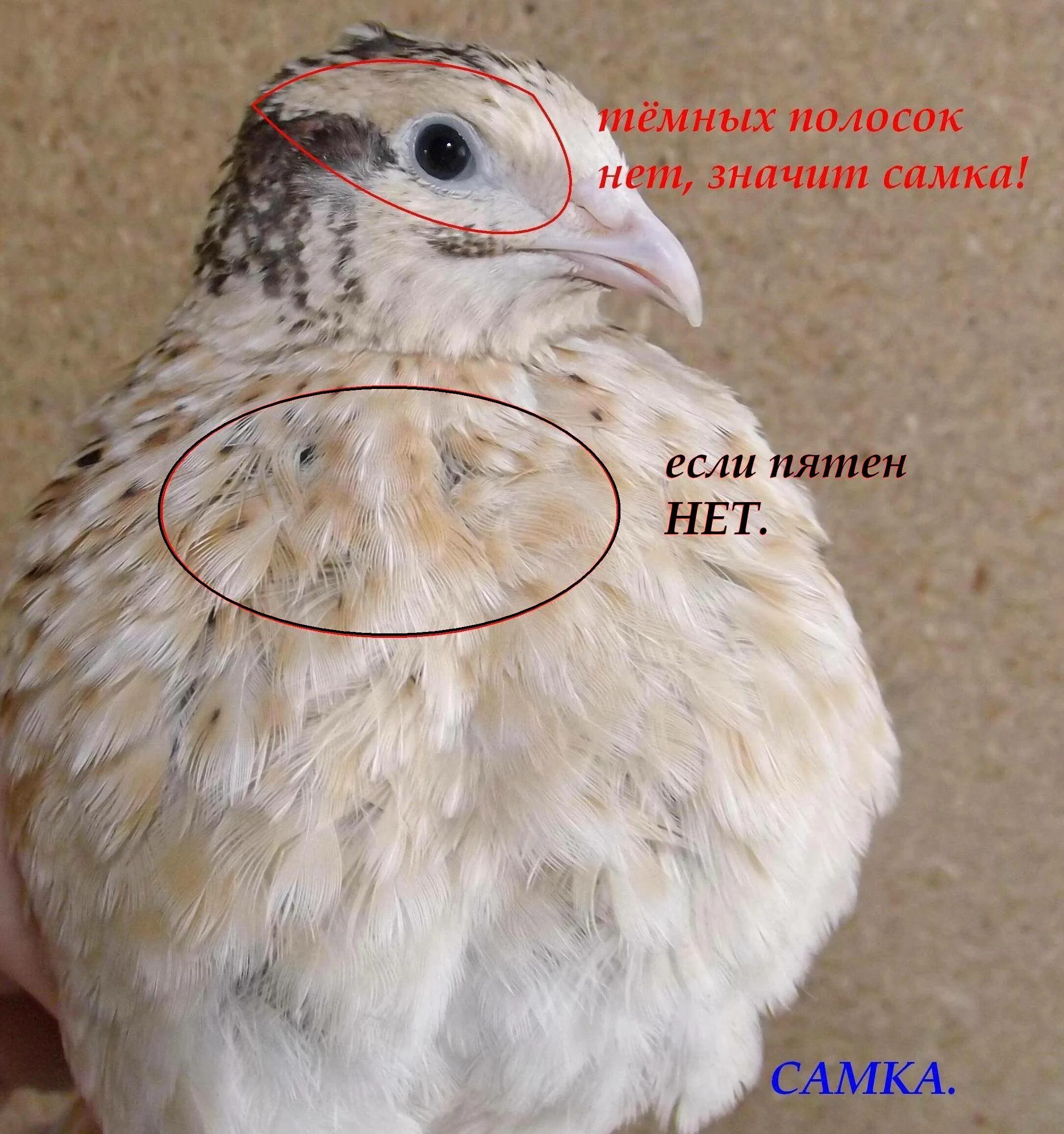 Как различить перепелов самца от самки. Перепел фараон отличие самца от самки. порода перепелов феникс самка и самец. перепела фараон самка. феникс золотистый перепел самец.