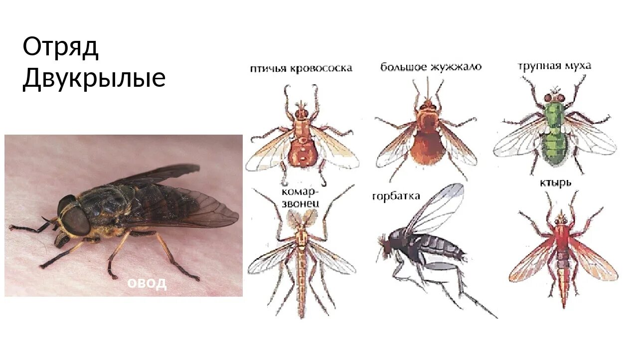 Двукрылые насекомые представители. Отряд Двукрылые биологии 7 класс. Отряд Двукрылые (Diptera). Основные представители двукрылых.