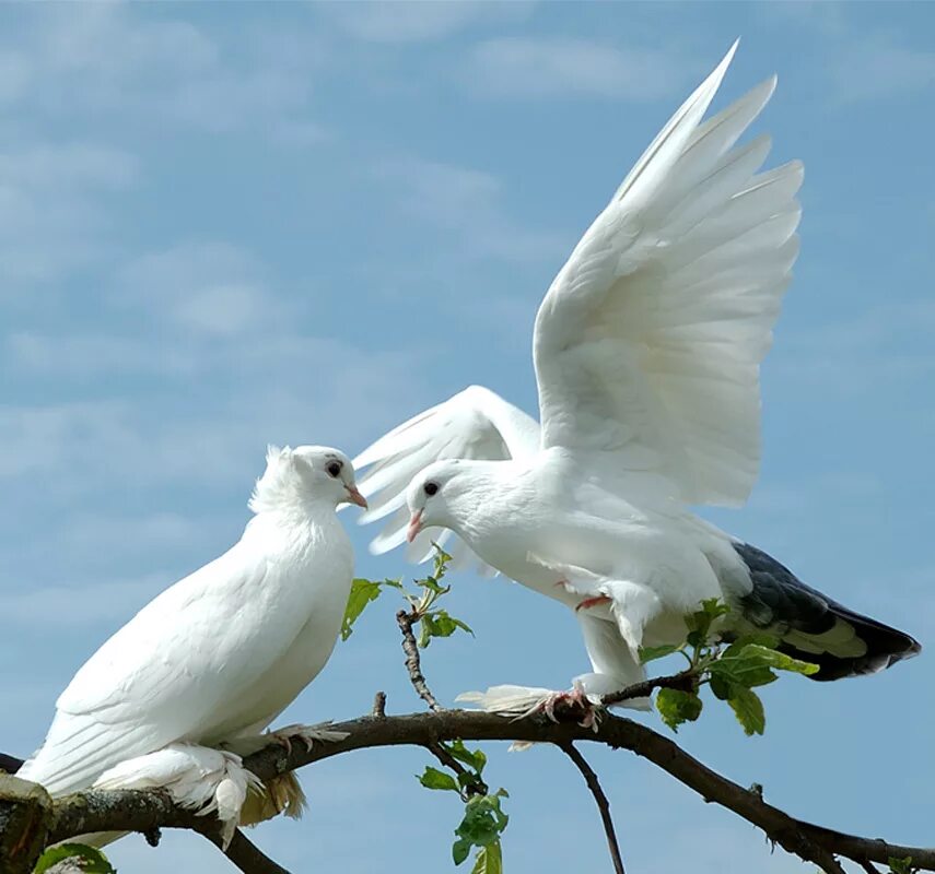 Двое белых. Белая птица. Белый голубь. Пара голубей. Два голубя.