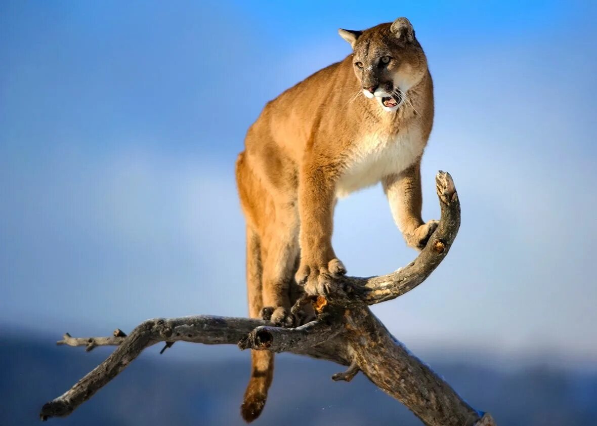 Could Cougars Survive In Australia? - YouTube